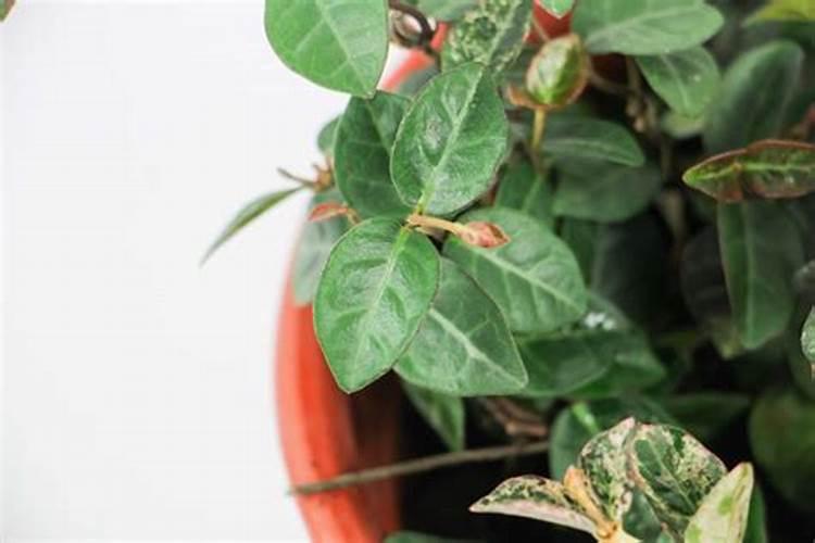 花叶络石的养殖方法和注意事项 盆栽