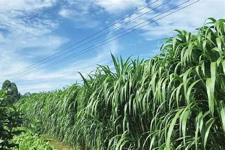 牧草怎么上化肥