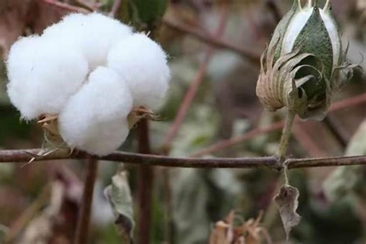 一年树脐橙施肥方案 施什么肥效果好