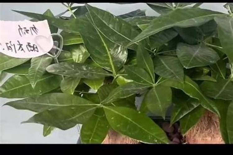 速生按树在什么时候追肥最好