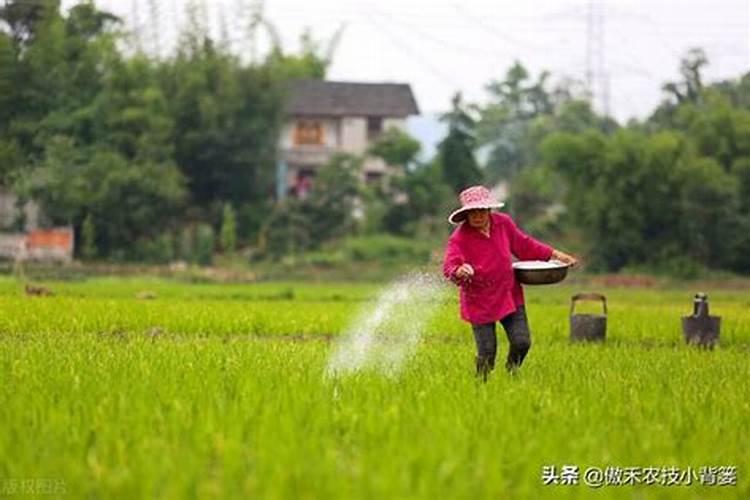 氮肥好还是尿素肥好