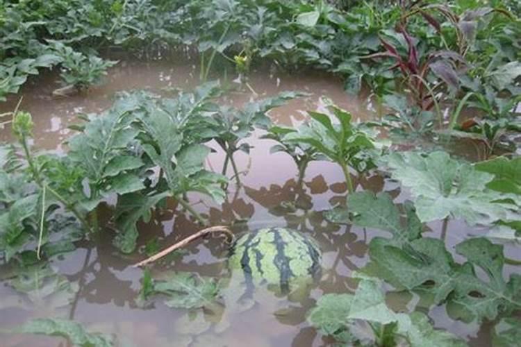 水溶复合肥在西瓜什么阶段使用？