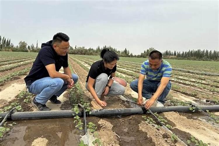 微量元素水溶肥多久用一次 微量元素水溶肥料的适用作物和使用方法