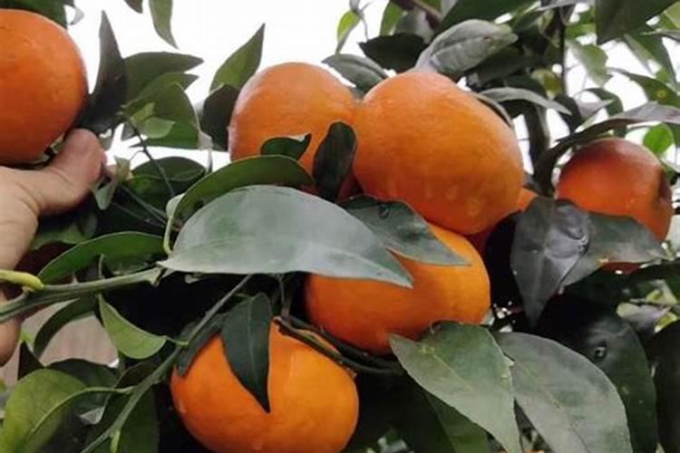 柑桔树开花期能叶面喷施24一表芸苔素内酯吗？