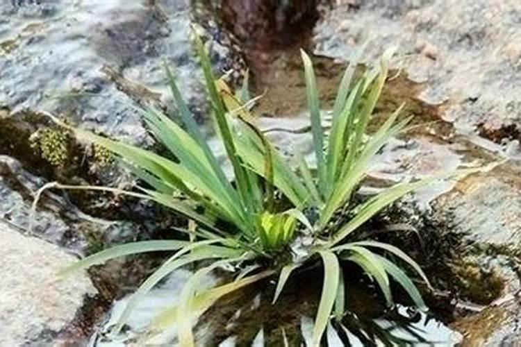 石菖蒲用什么肥料最好