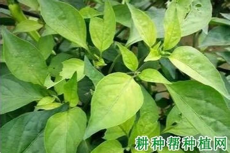 辣椒苗叶子发黄什么原因辣椒养殖方法总结
