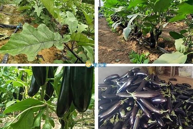 水溶肥料是什么原料做的