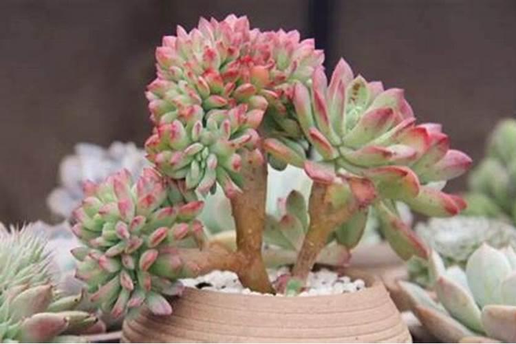多肉植物施肥方法是什么 有哪些注意事项