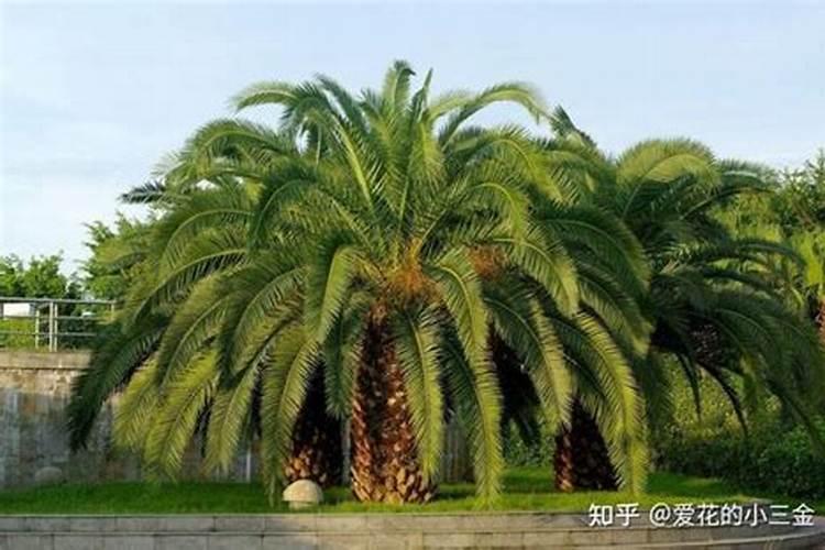 铁树能不能用尿素