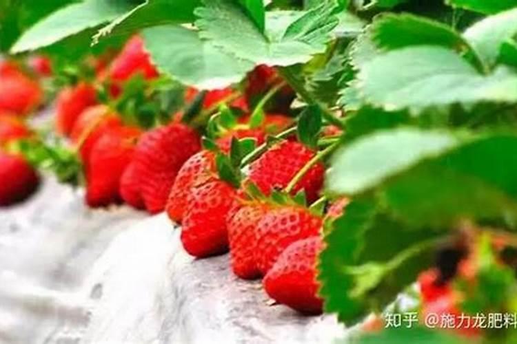 木瓜需要人工授粉吗？