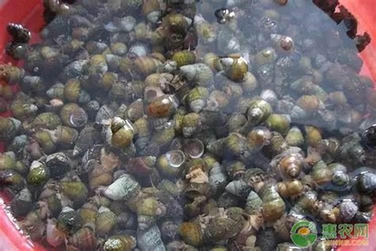 鱼塘养殖中施磷肥能起怎样作用