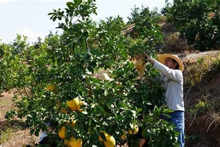 油菜种植用一亩地用多少肥料