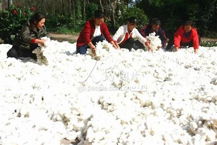 棉花种植注意事项是什么