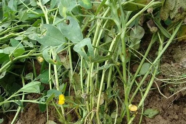 花生黄叶用什么肥料比较好？