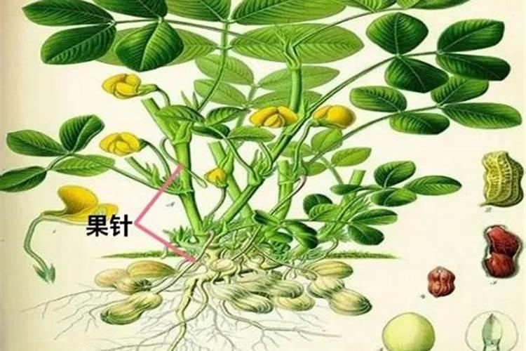 naa是什么植物激素吗