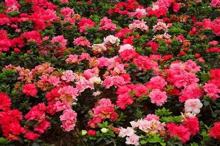 西洋杜鹃的花期管理