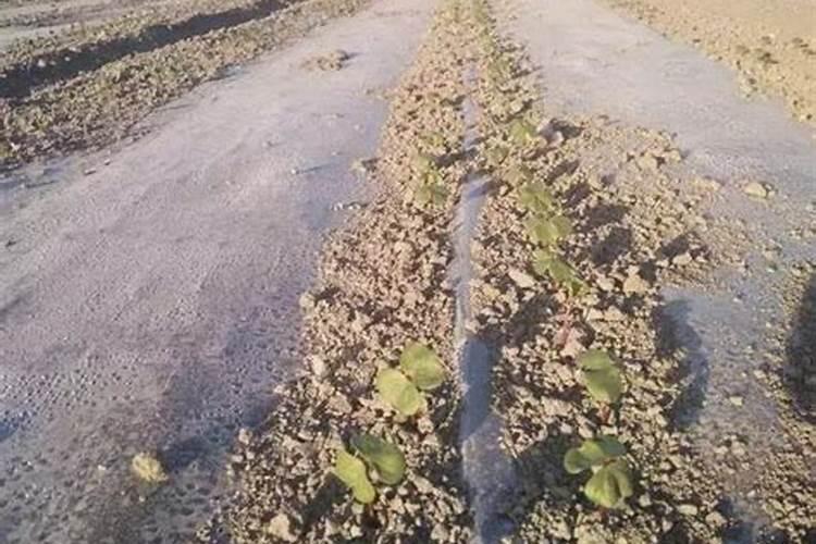 棉花花铃期叶片大如何滴水施肥