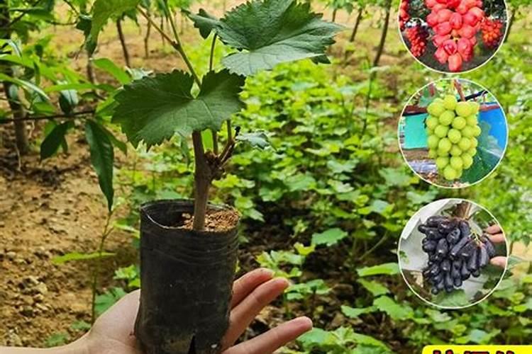 玫瑰花种植的技巧有哪些