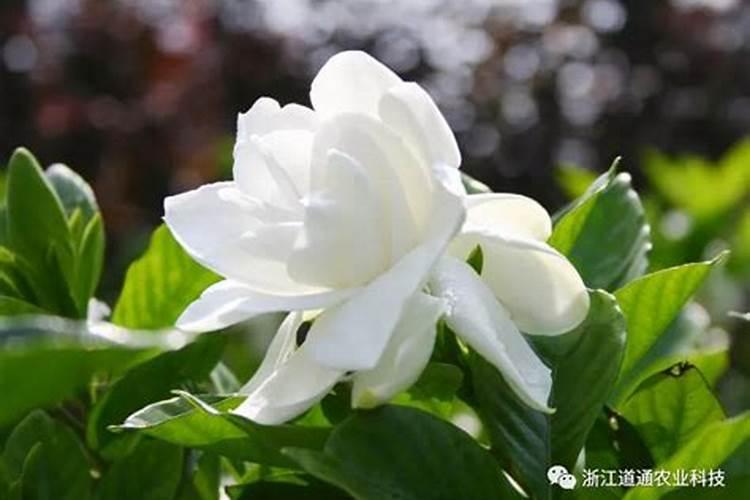 栀子花正在开花的时候能施肥吗