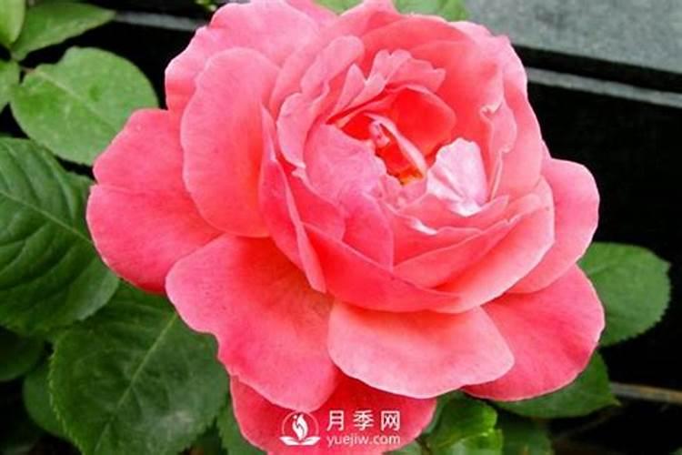 月季小苗服盆后施什么肥,迷你月季服盆后施什么肥