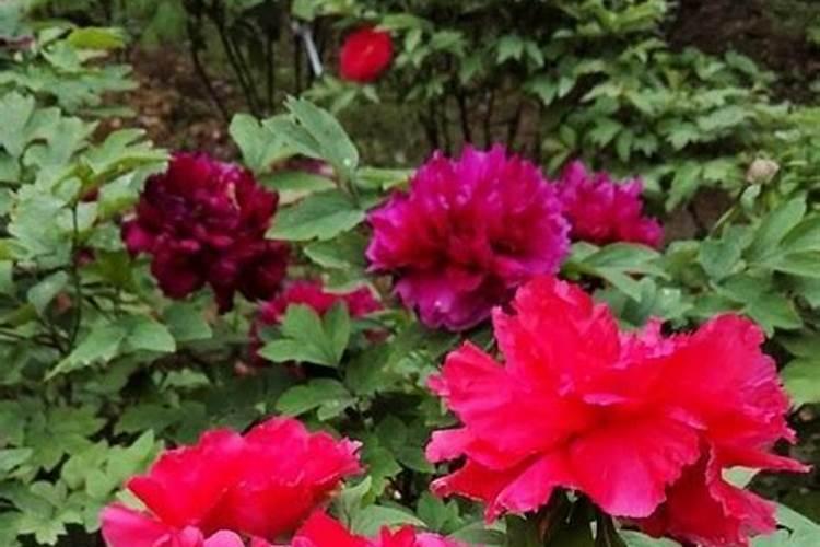 牡丹花夏季怎么施肥