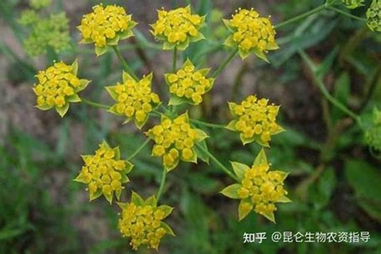喝白萝卜水有什么功效