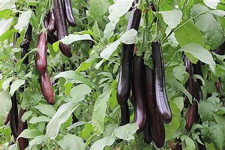 茄瓜施肥用纯硝酸钾效果如何