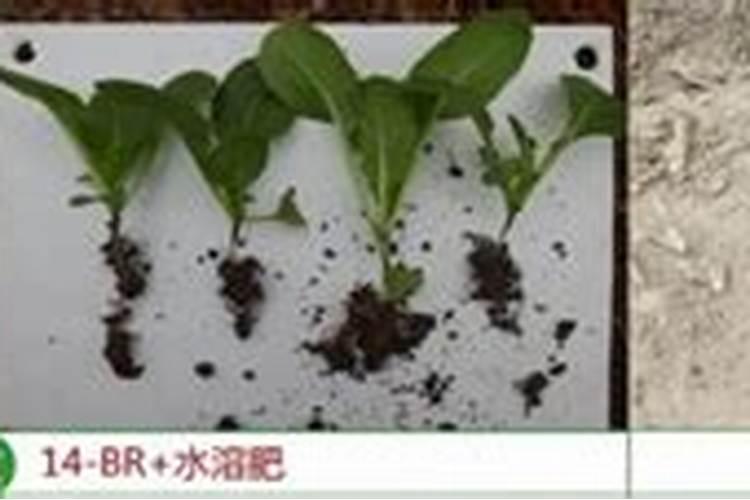 种西瓜用什么肥料最好