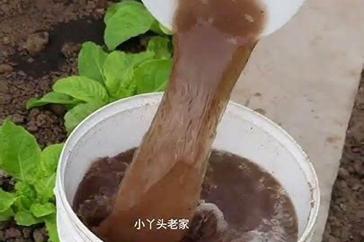 生物菌肥可以治病吗