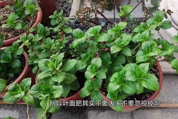 河南新田源肥业有限公司怎么样？