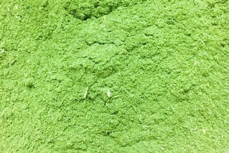紫花苜蓿什么时候做绿肥花卉百科