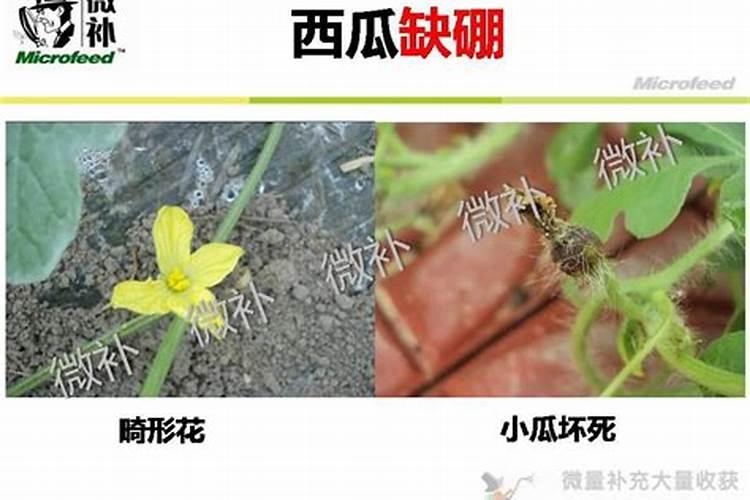 硼肥在什么时候喷施好(硼肥施肥要在雨天还是晴天)