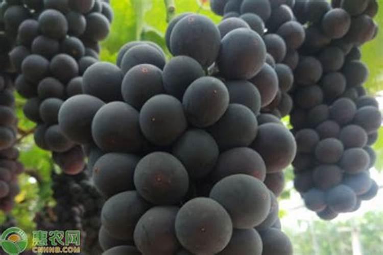 春季夏黑葡萄应施多少硫酸镁肥