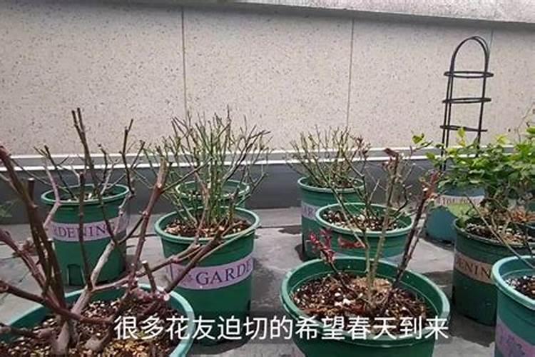 刚种的月季花刚出芽能浇营养液吗？