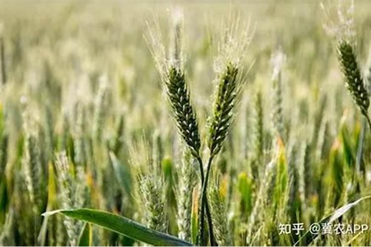 小麦一喷三防指什么