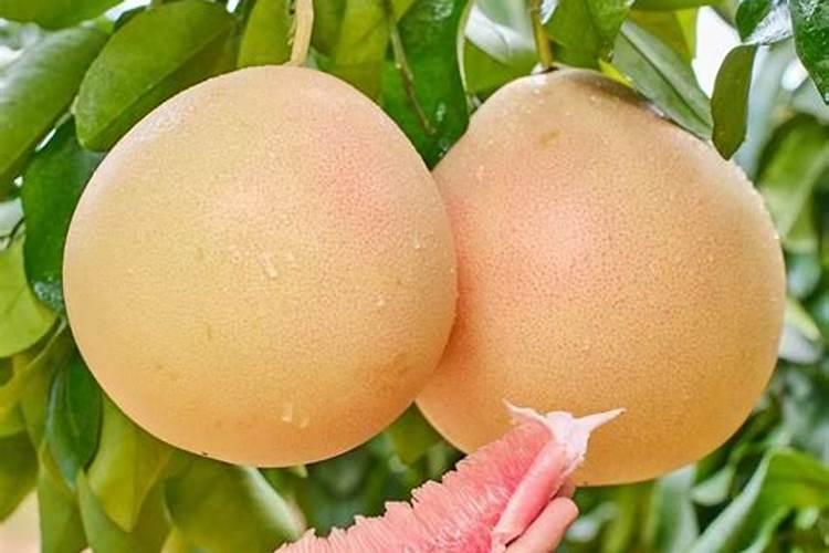 柚子树施什么肥最好？掌握“六肥”,更有利于柚子高产稳产