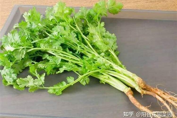 种香菜用什么肥料好