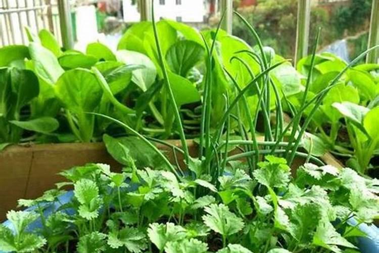 冬季香菜怎么施肥 冬季香菜施肥时间和方法