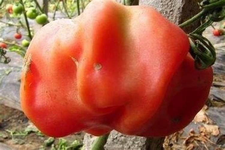 种植西红柿什么时候用磷酸二氢钾(可以起到什么作用)