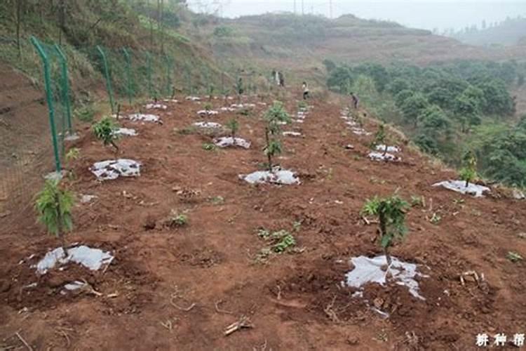 氮肥养花一克用多少水兑