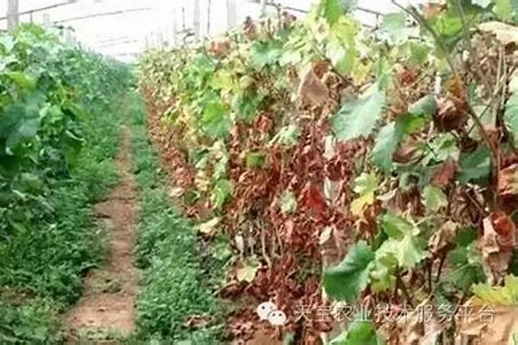 葡萄树叶子发黄是什么原因