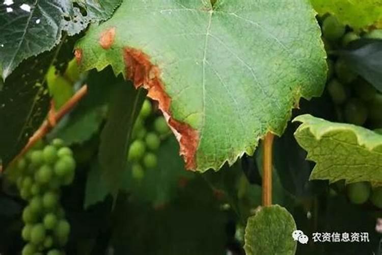 葡萄肥害有什么症状!葡萄叶背面有铁锈斑点？是什么情况？