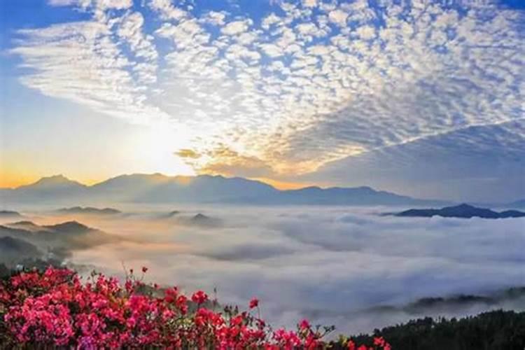 天堂鸟开花怎么养护