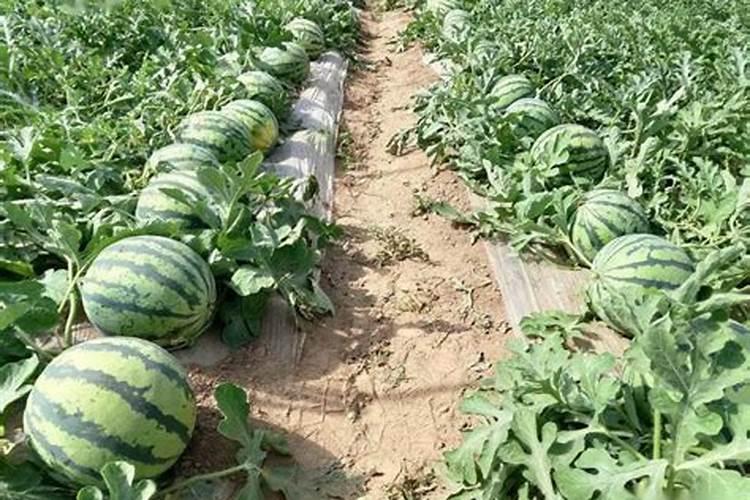 水泥能不能作为肥料给西瓜用