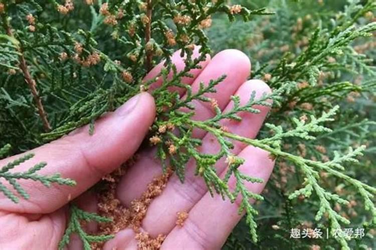 盆景柏树用什么肥