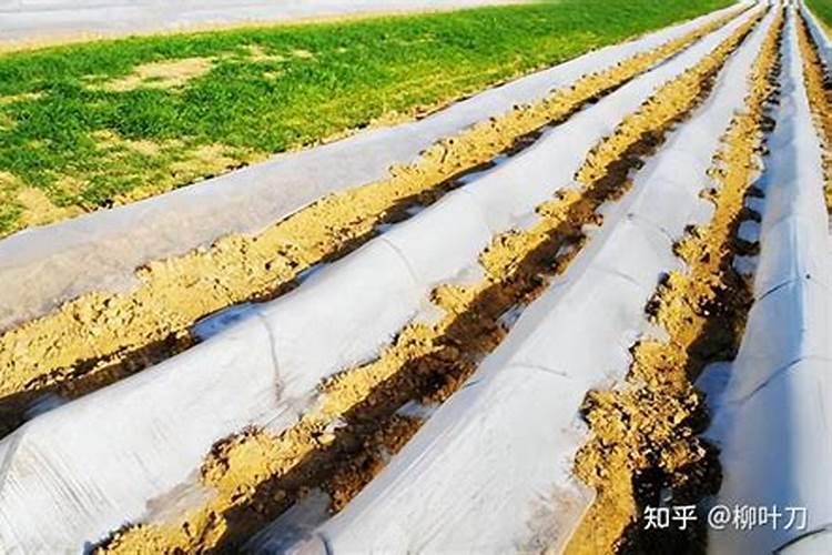 茄子什么时候施肥,茄子施肥技术