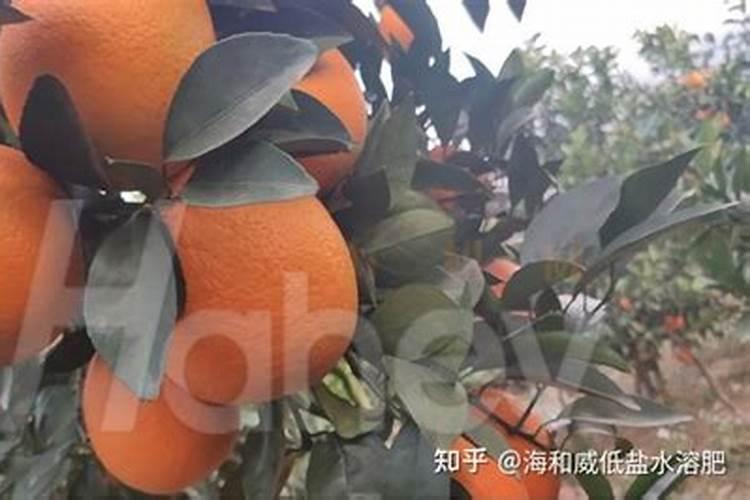 现在脐橙能追肥吗？