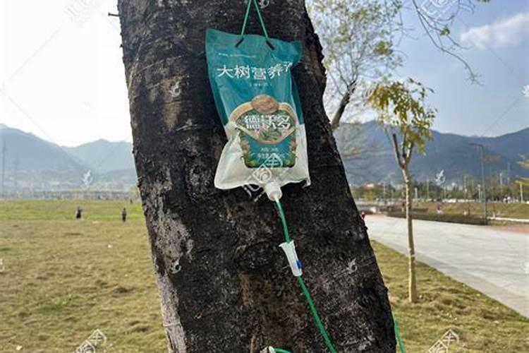 让树木快速生长的肥料 树木施肥方法