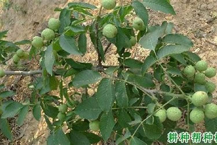 核桃树底肥放什么肥好(底肥施用方法)