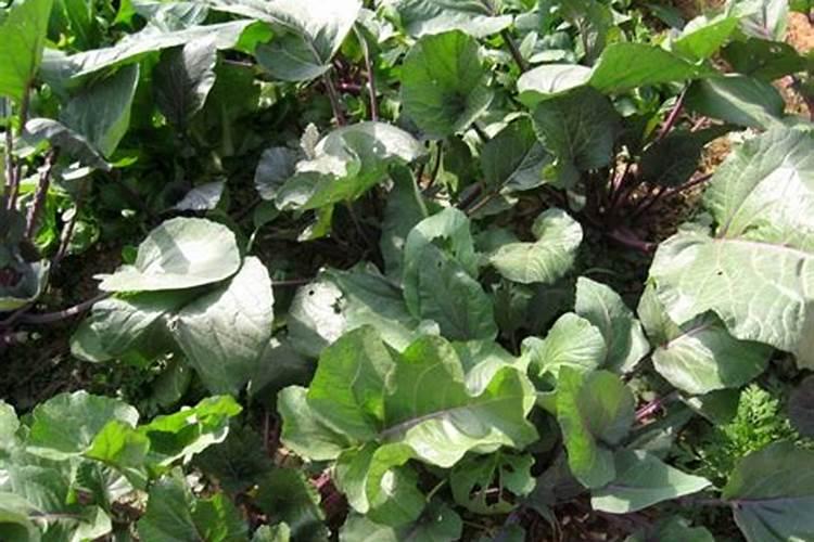 红油菜苔种植时间及有哪些方法？